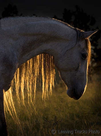 Association of the Foundation Andalusian Horse