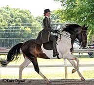 saddleseat