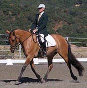 dressage